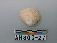 藏品(貝類)的圖片